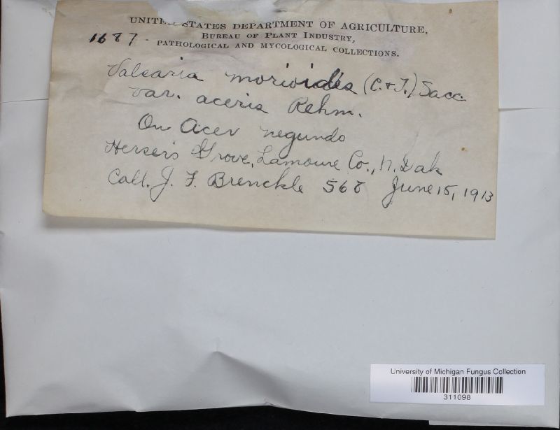 Valsaria moroides var. aceris image