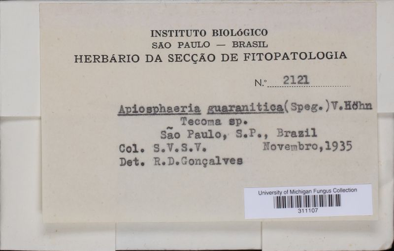 Apiosphaeria guaranitica image