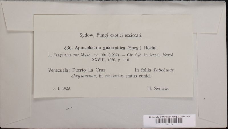 Apiosphaeria guaranitica image