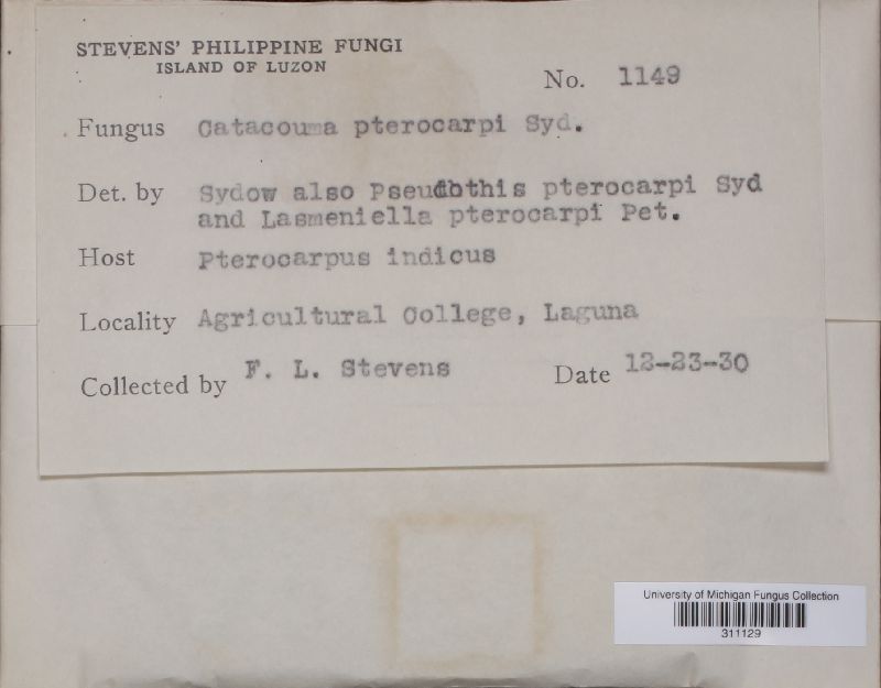 Phyllachora pterocarpi image