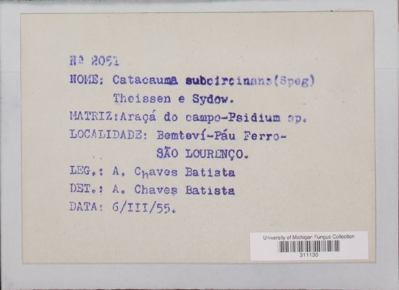 Phyllachora subcircinans image