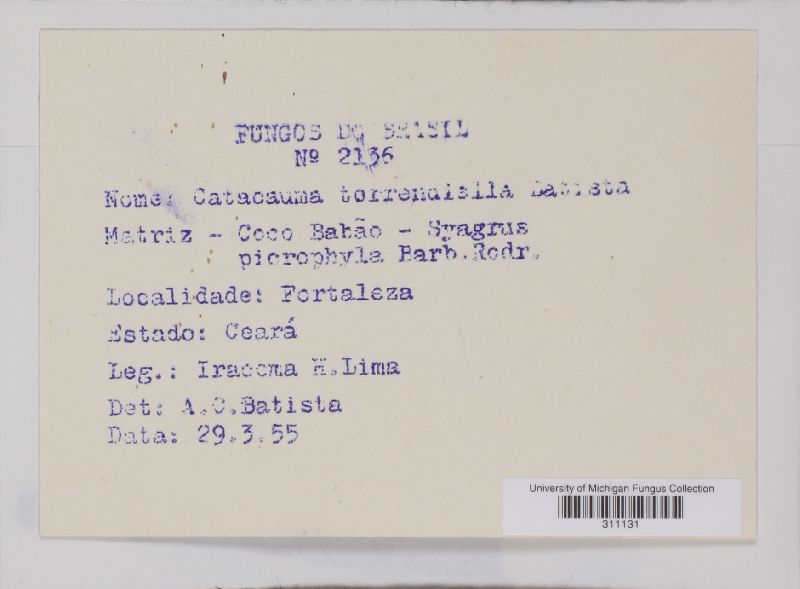 Camarotella acrocomiae image