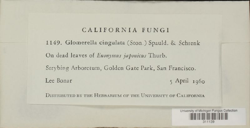 Glomerella cingulata image