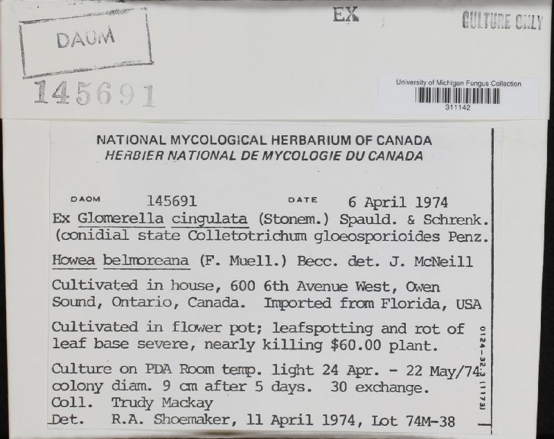 Glomerella cingulata image