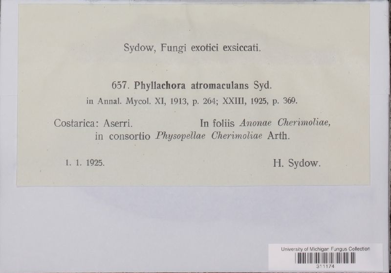 Phyllachora atromaculans image
