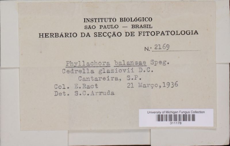 Phyllachora balansae image