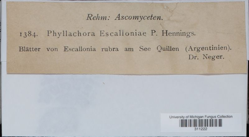 Phyllachora escalloniae image