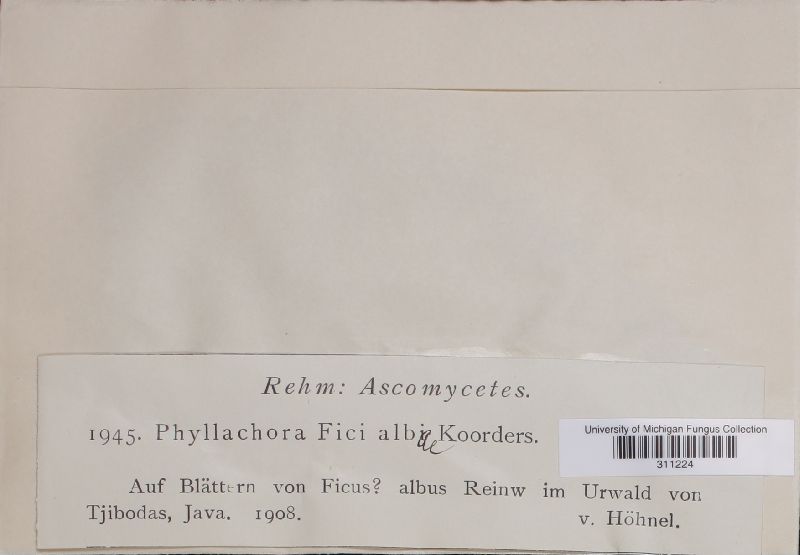 Phyllachora fici-albae image