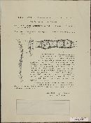 Phyllachora graminis var. graminis image