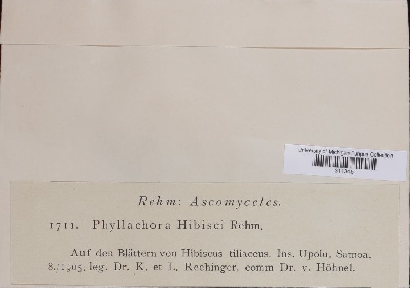 Phyllachora hibisci image