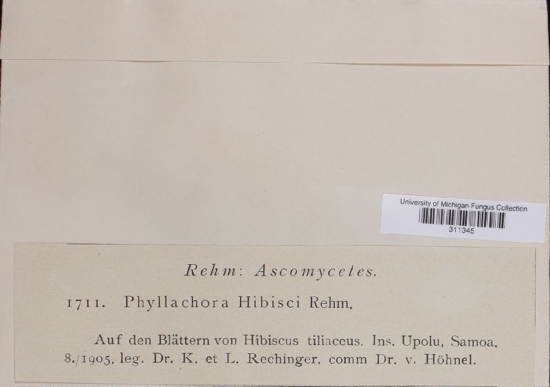 Phyllachora hibisci image