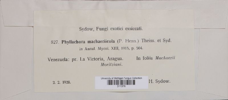 Phyllachora machaeriicola image