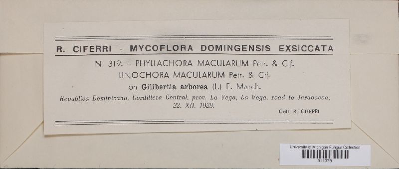 Phyllachora macularum image