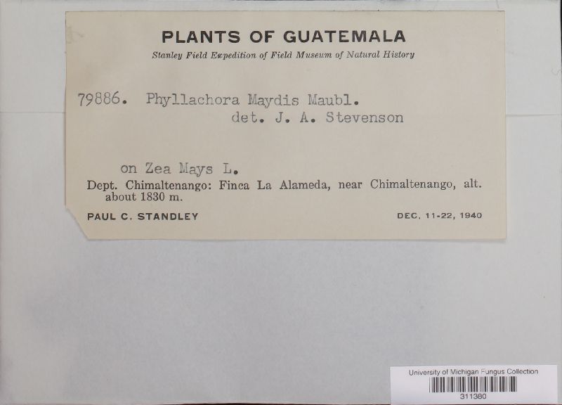 Phyllachora maydis image