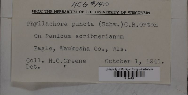 Phyllachora panici image