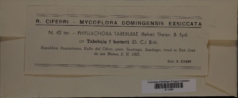 Phyllachora tabebuiae image