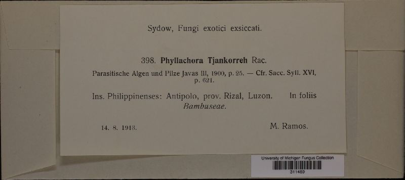 Phyllachora tjangkorreh image