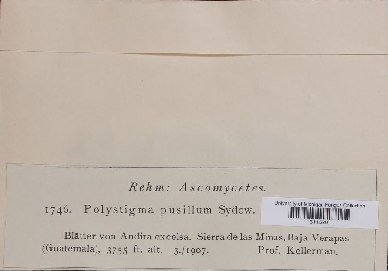 Polystigma pusillum image
