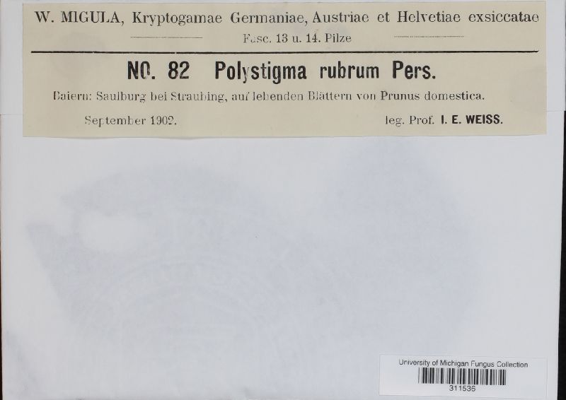 Polystigma image
