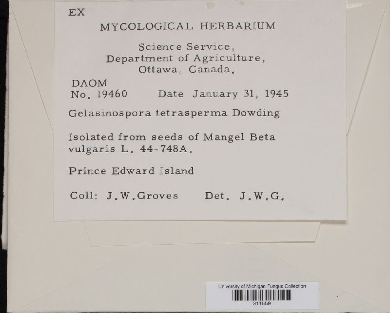 Gelasinospora tetrasperma image