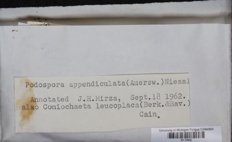 Podospora appendiculata image