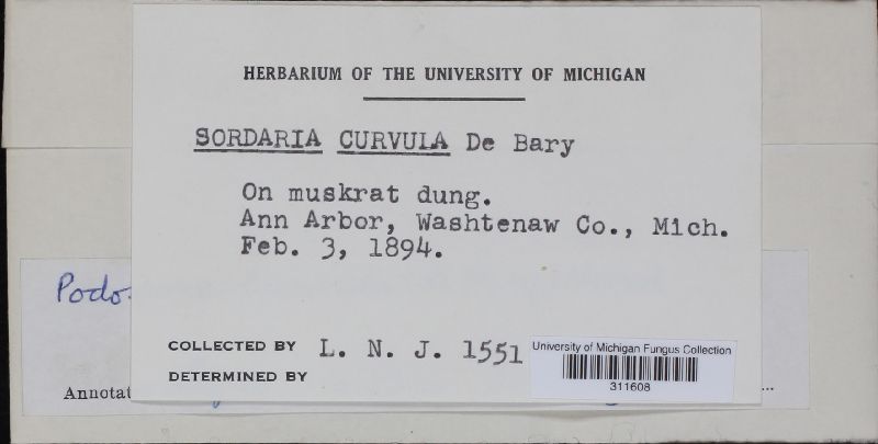 Podospora curvula image