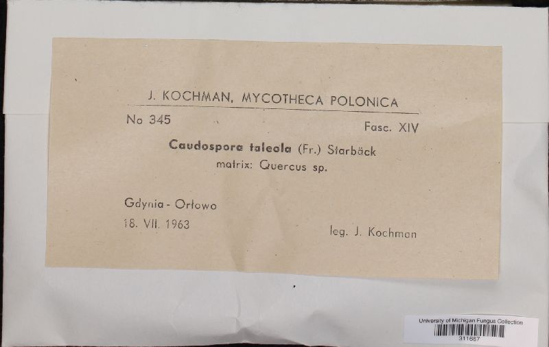 Caudospora taleola image