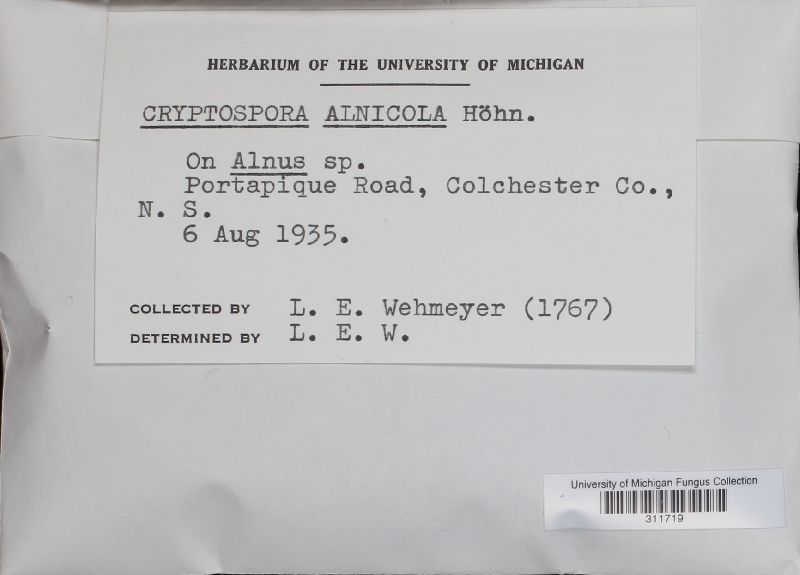 Cryptospora alnicola image