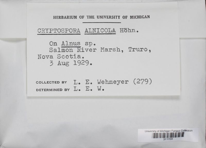 Cryptospora alnicola image
