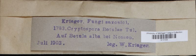 Cryptosporella betulae image