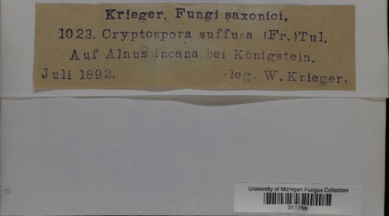 Cryptosporella suffusa image