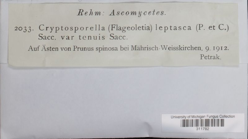 Cryptosporella leptasca var. tenuis image