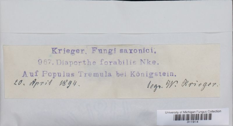 Diaporthe forabilis image