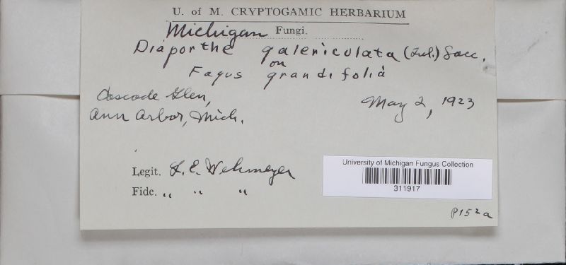 Cryptodiaporthe galericulata image