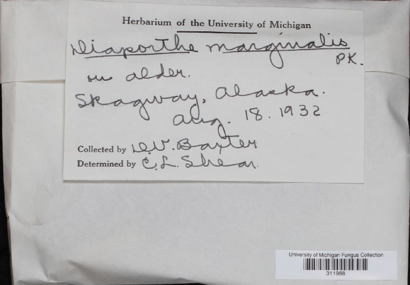Diaporthe marginalis image