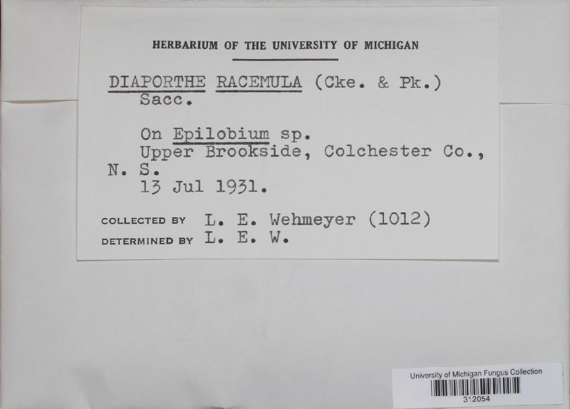 Diaporthe racemula image
