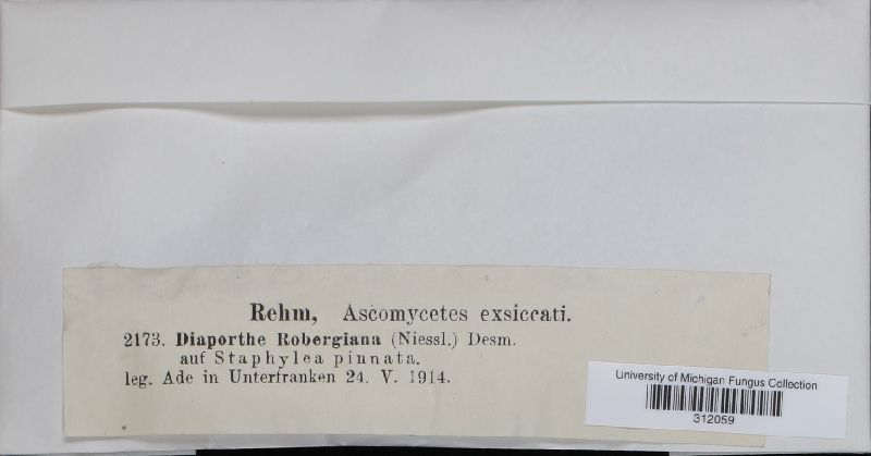Cryptodiaporthe robergeana image