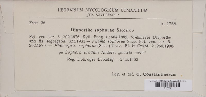 Diaporthe sophorae image