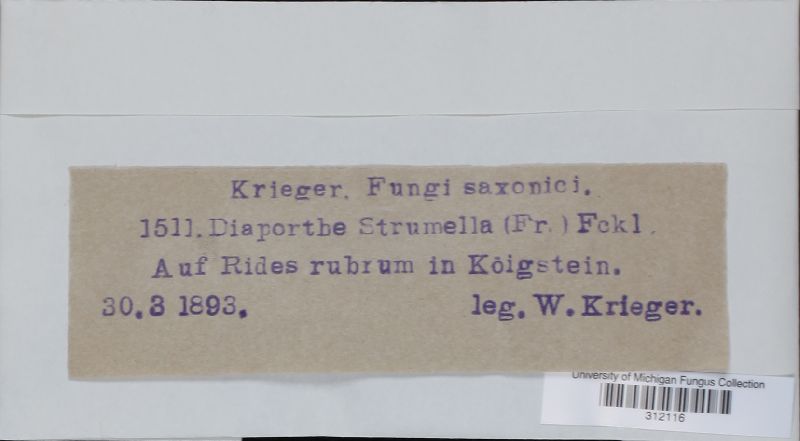 Diaporthe strumella image