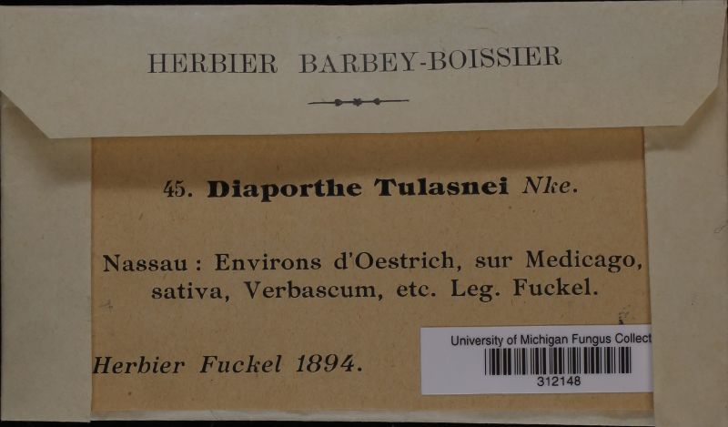 Diaporthe tulasnei image