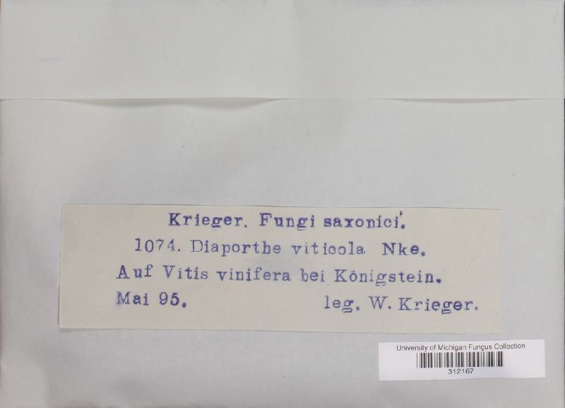 Diaporthe viticola image