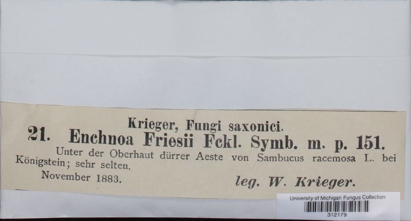 Enchnoa friesii image