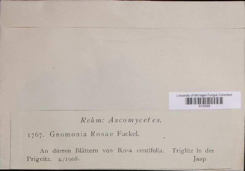 Gnomonia rosae image
