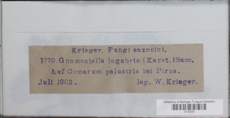 Gnomoniella lugubris image
