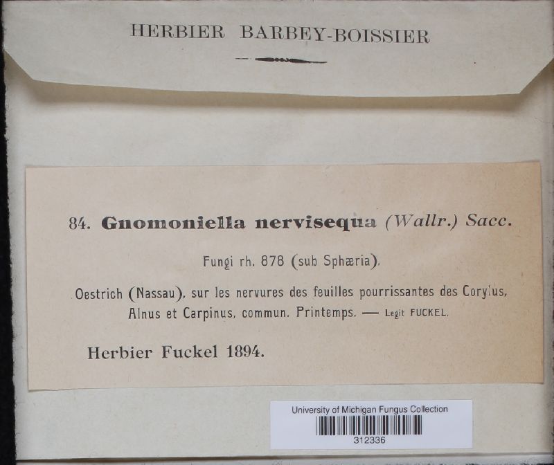 Gnomoniella nervisequa image