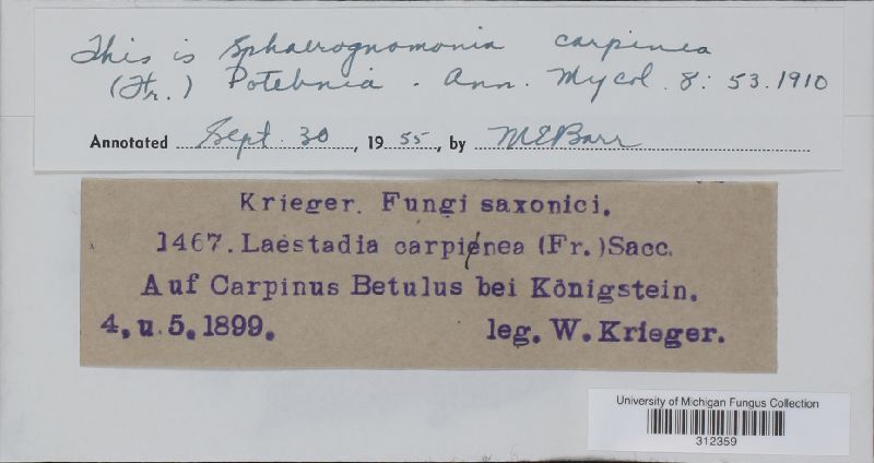 Apiosporopsis carpinea image