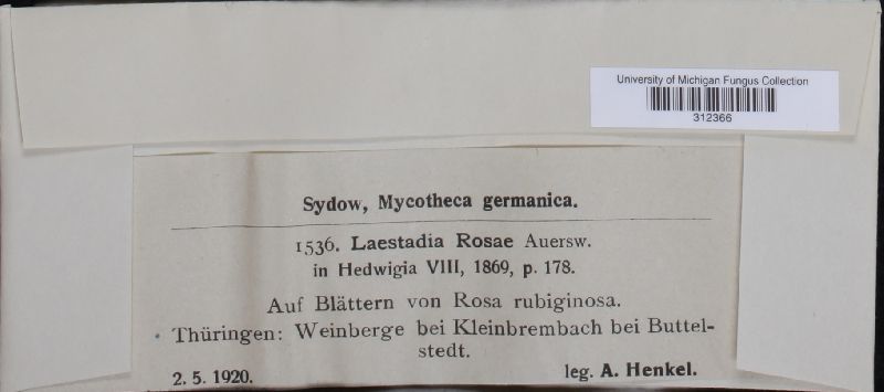 Guignardia rosae image