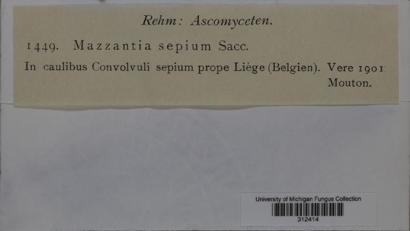Mazzantia sepium image