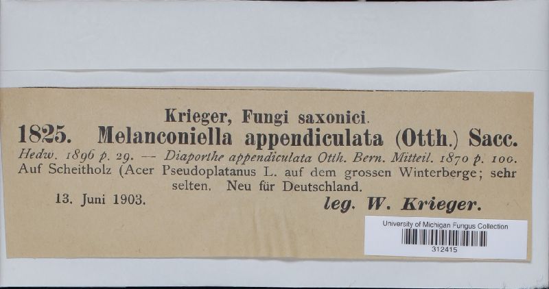 Melanconiella appendiculata image