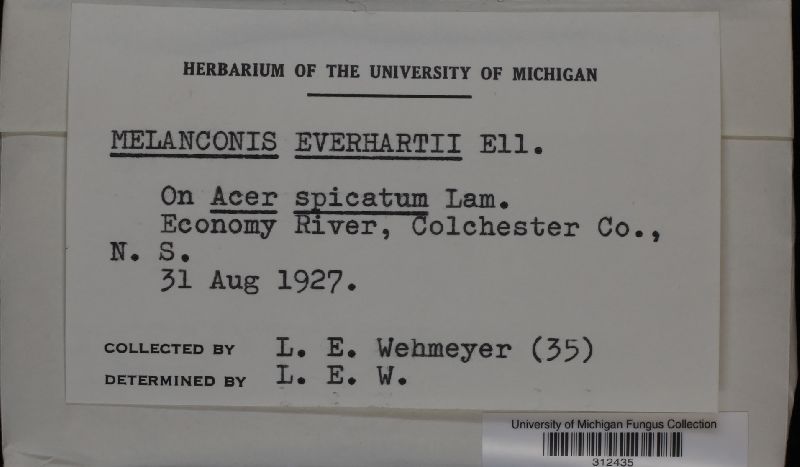 Melanconis everhartii image